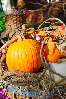 Assorted pumpkins with autumn leaves