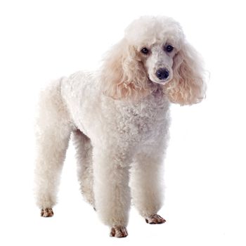 beautiful purebred white poodle in front of a white background