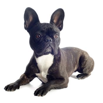 portrait of a purebred french bulldog in front of white background