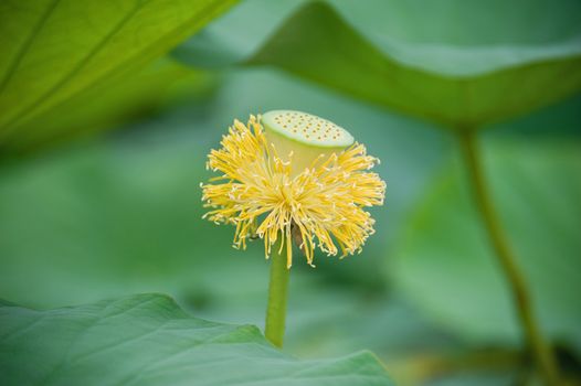 lotus blossoms on the protected forest lake