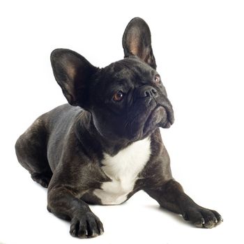 portrait of a purebred french bulldogin front of white background