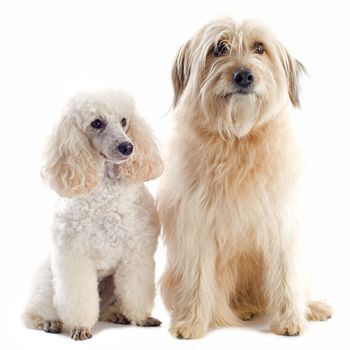 beautiful purebred poodle and pyrenean sheepdog in front of a white background