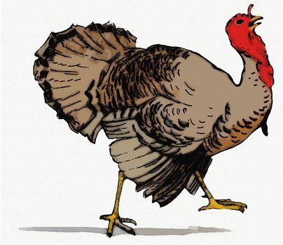 Turkey bird for Thanksgiving Day