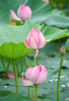 lotus blossoms on the protected forest lake