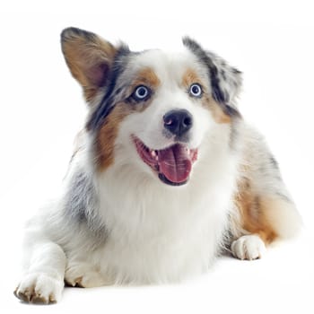 purebred australian shepherd  in front of white background