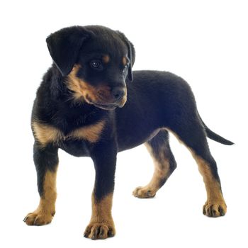 portrait of a purebred puppy rottweiler in front of white background