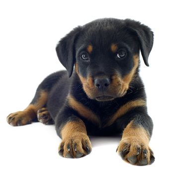 portrait of a purebred puppy rottweiler in front of white background