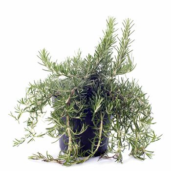 Rosemary in pot in front of white background