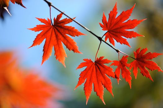 Autumn maple leaves in sunlight