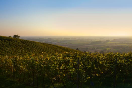 View over wine fields in the German countryside