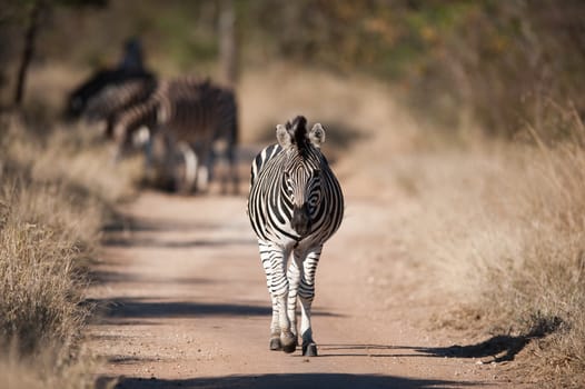 Plains zebra (Equus quagga) walking, South Africa