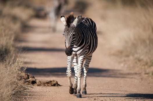 Plains zebra (Equus quagga) walking, South Africa