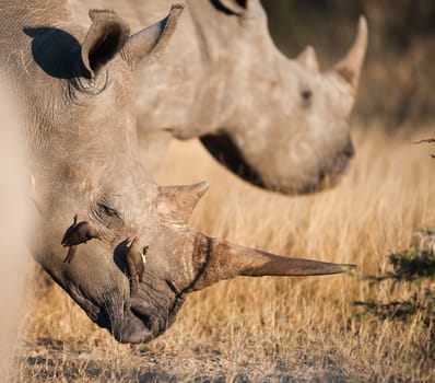 Rhinoceros near Kruger National Park, Hoedspruit, South Africa