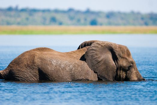 African bush elephant (Loxodonta africana) swimming in river