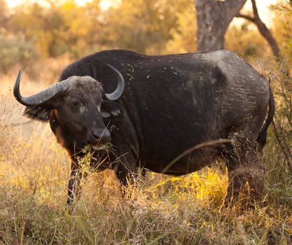 An African Buffalo (Syncerus caffer) near Kruger National Park