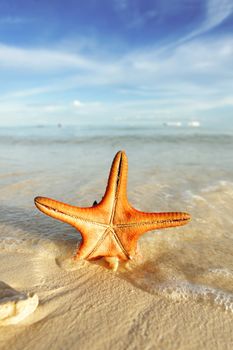 Starfish on a beautiful beach