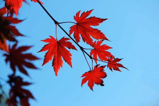 Autumn maple leaves in sunlight