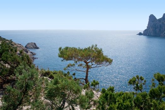 Tree in mountains, sea, sky. Ukraine. Southern coast of Crimea.