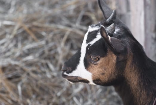 portrait of a young goat in the reeds