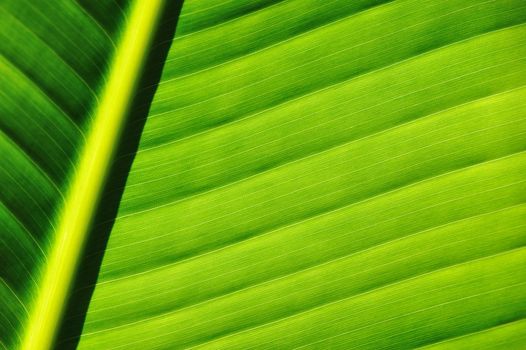 Beautiful palm tree leaf background 