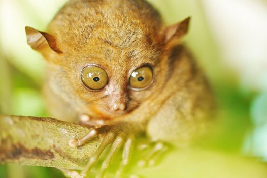 Tarsier monkey in natural environment