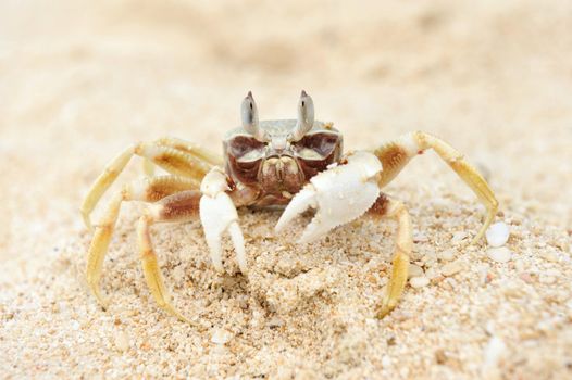 Ghost crab on a beach 