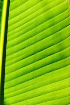 Beautiful palm tree leaf background 