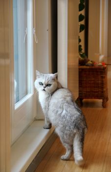 Modern well designed flat and white cat 