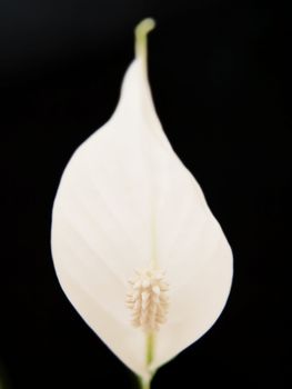 White lily flower, isolated, towards black background