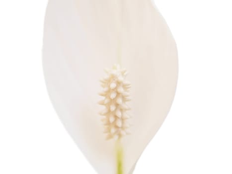 White lily flower, isolated, towards white background