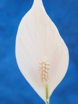 White lily flower, isolated, towards blue background
