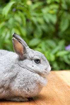 Cute grey rabbit at outdoor