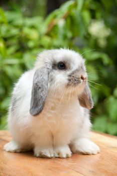 Cute holland lop rabbit standing at outdoor