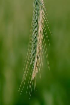 Close up (macro) of a wheat ear.