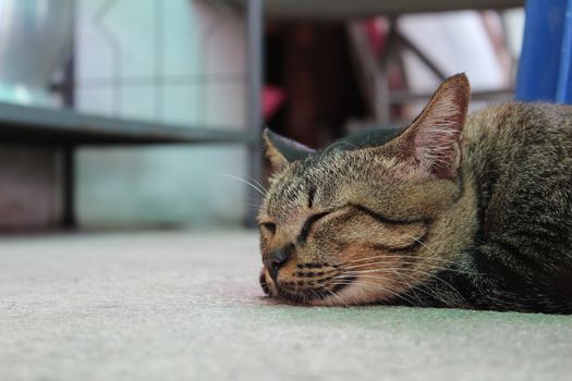 A cat to sweet dream on cool floor