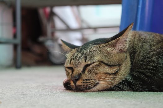 A cat to sweet dream on cool floor