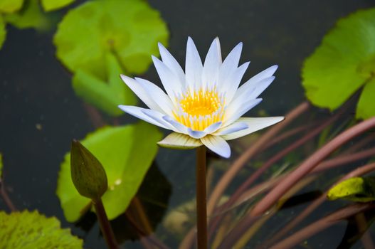 Single white lotus with green leaves background