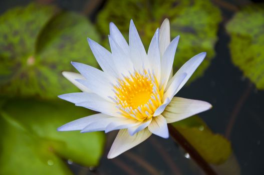 Single white lotus with green leaves background