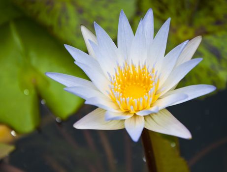 Single white lotus with green leaves background