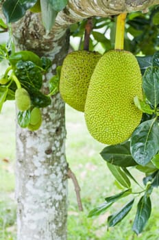 Green jackfruit on tree , Local fruit of Thailand