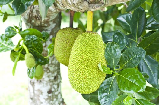 Green jackfruit on tree , Local fruit of Thailand