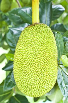 Green jackfruit on tree , Local fruit of Thailand