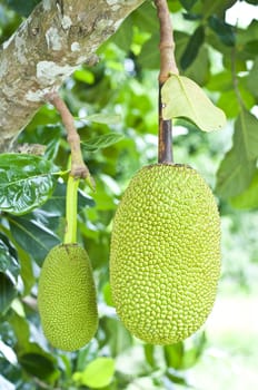 Green jackfruit on tree , Local fruit of Thailand