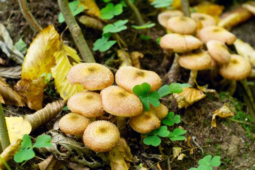 mushrooms in the yellow leaves