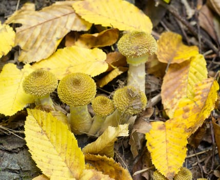wild mushrooms in the yellow leaves