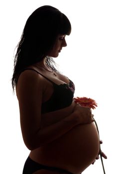 Pregnant young brunette with flower. Isolated on white