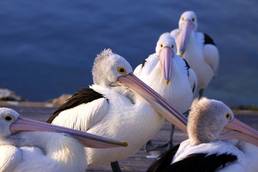 Australian Pelicans at Twilight.  Kingscote, Kangaroo Island, South Australia