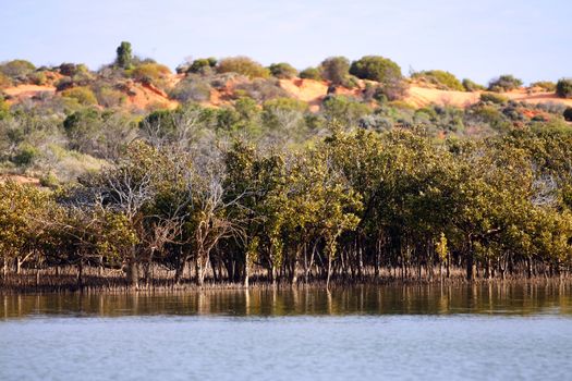 Outback Ocean Mangroves, near Redbanks at the top of Spencer Gulf, Port Augusta, South Australia