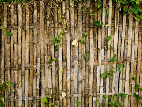 Bamboo fence