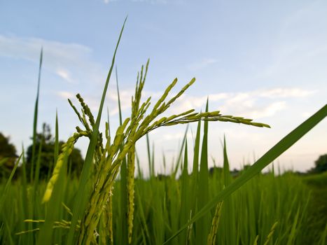 Ear of rice